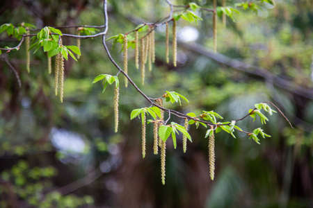 Birch earrings close-up. The trees in the spring. Birch blossom. Awakening of natureの写真素材