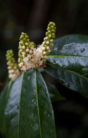 White small flowers on a tree branch bloomの写真素材