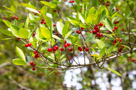 Cherries hanging on a cherries tree branch. Cherry tree in the summer garden.の写真素材