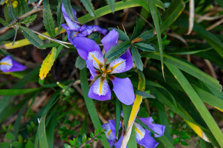 Small blue flowers in spring. A small flower Bush in the garden. In the raindropsの写真素材