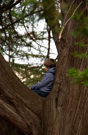 Portrait of cute kid boy sitting on the big old tree on sunny day. Child climbing a tree. little boy sitting on tree branch. Outdoors. Sunny day. Active boy playing in the garden. Lifestyle conceptの写真素材