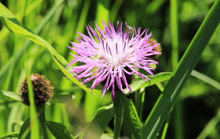 Burdock thorny purple flower, green buds and leaves in herbal garden. Blooming medicinal plant burdock Arctium lappa, greater burdock, edible burdock, beggar's buttons, thorny burr, happy major.の写真素材