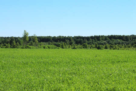 Fresh air and beautiful natural landscape of meadow with green tree in the sunny day for summer background, Beautiful lanscape of grass field with forest trees and enviroment public park with sun rayの写真素材