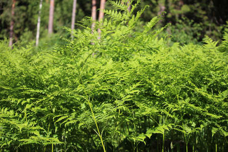 Nephrolepis exaltata, the sword fern, is a species of fern in the Lomariopsis family. Green fern leaves in the forestの写真素材