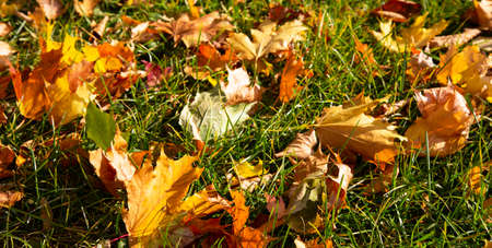 background of autumn leaves. Autumn background. Autumn leaves on the ground in Octoberの写真素材
