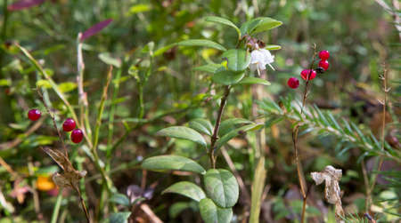 Amazing tiny bell-shaped lingonberry flowers. Blooming cranberries on a branch in the forestの写真素材