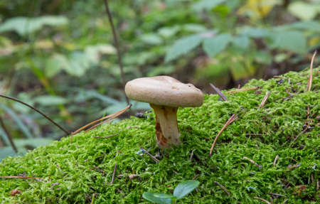 Toxic mushroom paxillus involutus in the forest. Toadstools in the woods. Dangerous mushroomsの写真素材