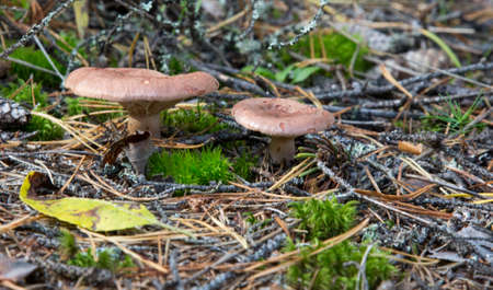 Toxic mushroom paxillus involutus in the forest. Toadstools in the woods. Dangerous mushroomsの写真素材