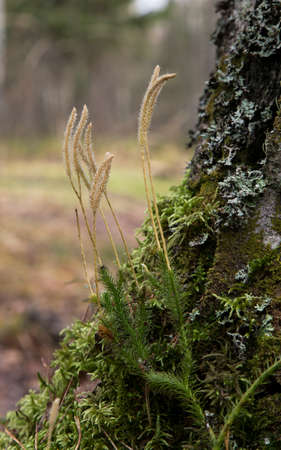 Dry spikelets of plants growing in the forest near a tree. Abstract dry grass flowers.の写真素材