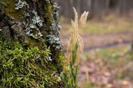 Dry spikelets of plants growing in the forest near a tree. Abstract dry grass flowers.の写真素材