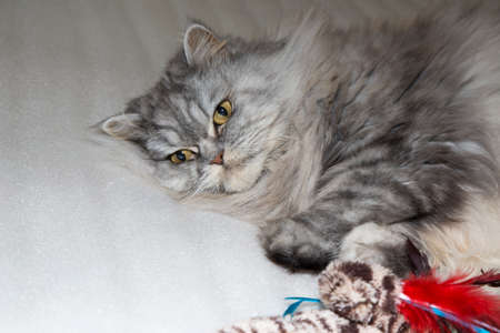 Gray , kawaii, cute, fluffy Scottish Highland Straight Longhair Cat with big orange eyes and long mustache in bed at home.の写真素材