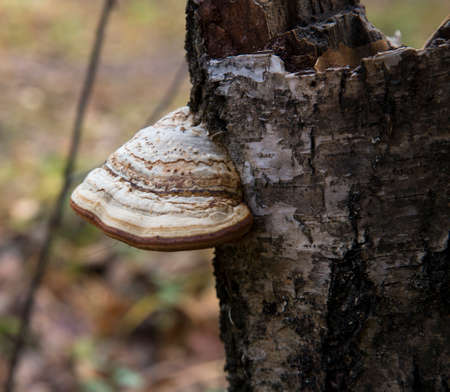 polyporus thin layer one over the other mushroom specific species on a dead tree trunkの写真素材