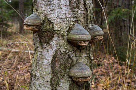 polyporus thin layer one over the other mushroom specific species on a dead tree trunkの写真素材