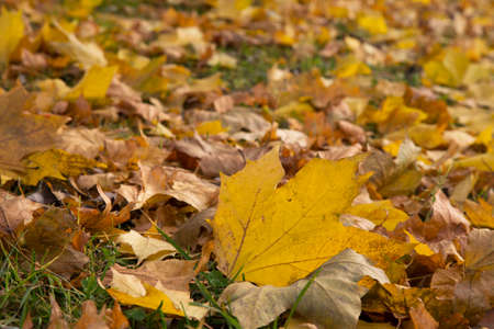 Maple yellow leaves fallen from the tree in autumn. October, wiltingの写真素材