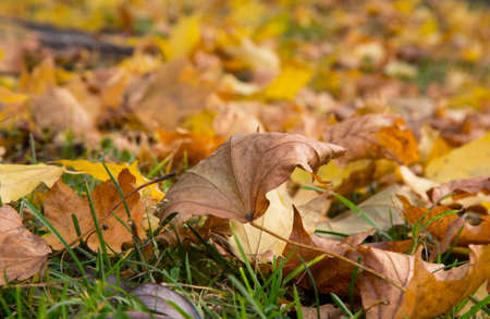 Maple yellow leaves fallen from the tree in autumn. October, wiltingの写真素材