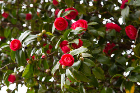Close-up of a red Camellia freedom bell Japanese Camellia with green Leaves .. View of a red Camellia Flower.の写真素材