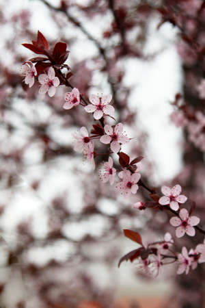Beautiful flowering Japanese cherry - Sakura. Background with flowers on a spring day.の写真素材