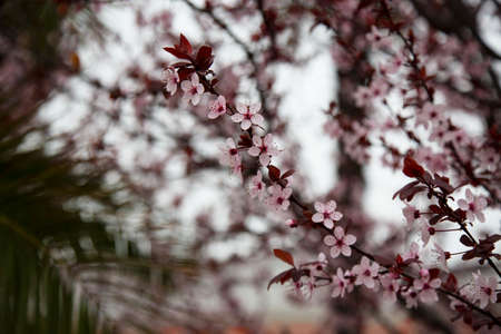 Beautiful flowering Japanese cherry - Sakura. Background with flowers on a spring day.の写真素材