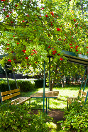 Wooden gazebo in the garden under a tree ripe Rowan. Rowan berries on a branchの写真素材