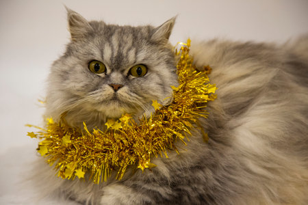 a beautiful fluffy Scottish cat lies with a Golden Christmas decoration on a white background. New year with a petの写真素材