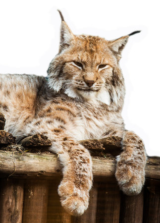 Eurasian lynx Lynx Lynx lies on a wooden bed. Tassels on the ears of a lynx. Animal in the zooの写真素材