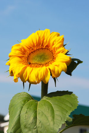 a blooming sunflower on a blue sky background. Beautiful yellow flower in the garden. Close-up, Sunny day, seeds growの写真素材