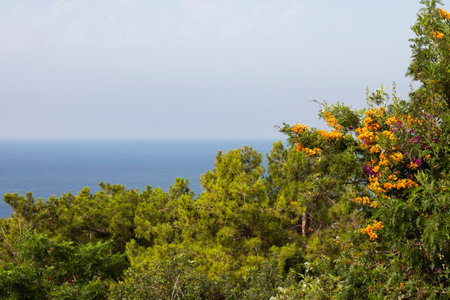 Colorful trees and flowers on the Mediterranean coast of Turkey Alanya. Marine landscape, the hazeの写真素材