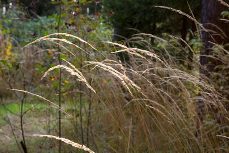 dried wild carrot flowers Daucus carota together with dried grass and spikelets beige close upの写真素材