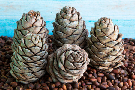 Pine nuts. Pine nuts and cones on a wooden table. Seeds of Siberian pine in the shellの写真素材