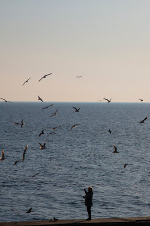 Woman on the beach feeding gulls.Seagulls circle the silhouette of a woman.の写真素材