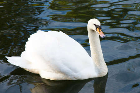 White Swan on blue lake, side view close-upの写真素材