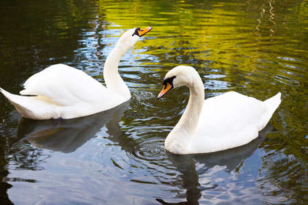 Two white swans are swimming in the lake. This is Love. The concept of eternal love and loyaltyの写真素材