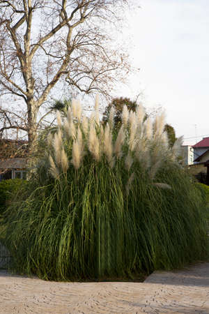 Cortaderia selloana, Pampas grass Large fluffy spikelets of white and silver-white color against the skyの写真素材