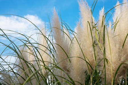 Cortaderia selloana, Pampas grass Large fluffy spikelets of white and silver-white color against the skyの写真素材