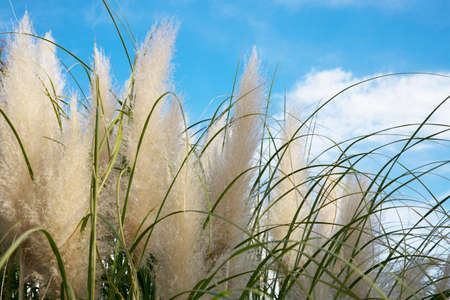 Cortaderia selloana, Pampas grass Large fluffy spikelets of white and silver-white color against the skyの写真素材
