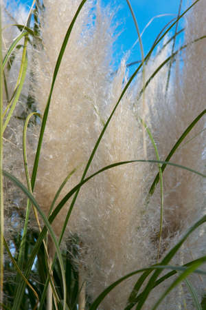 Cortaderia selloana, Pampas grass Large fluffy spikelets of white and silver-white color against the skyの写真素材