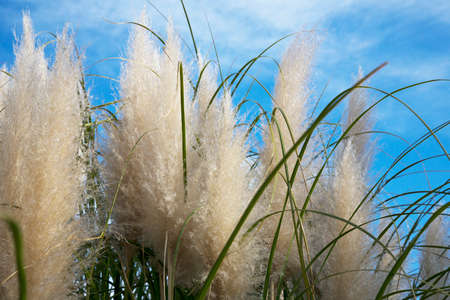 Cortaderia selloana, Pampas grass Large fluffy spikelets of white and silver-white color against the skyの写真素材