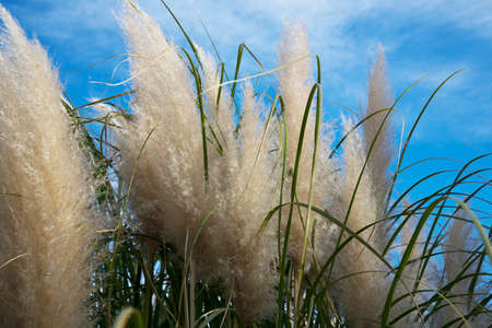 Cortaderia selloana, Pampas grass Large fluffy spikelets of white and silver-white color against the skyの写真素材