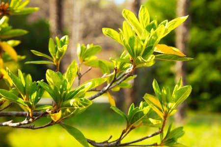 Azalea leaf, a sprig of an azalea bush, without flowers. Young light green foliage, early spring, new lifeの写真素材