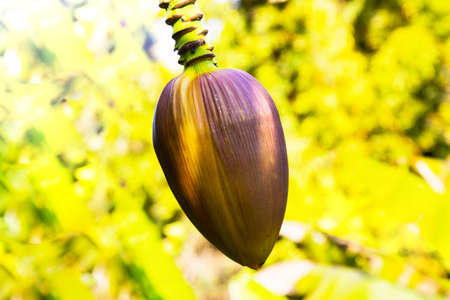 Focus a banana bud on tree with green grass field background. Asian super fruit. Tropical fruits. image for background, wallpaper and copy space.Tree banana.Raw banana on tree. Early Springの写真素材