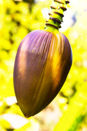 Focus a banana bud on tree with green grass field background. Asian super fruit. Tropical fruits. image for background, wallpaper and copy space.Tree banana.Raw banana on tree. Early Springの写真素材