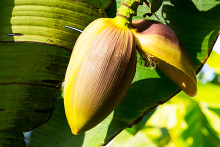 Focus a banana bud on tree with green grass field background. Asian super fruit. Tropical fruits. image for background, wallpaper and copy space.Tree banana.Raw banana on tree. Early Springの写真素材