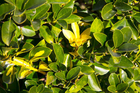 The Fortune spindle Euonymus fortunei is a species of flowering plant in the Celastraceae family...