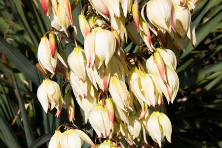 Bloom Yucca flowers on tree, Closeup white yucca filamentosa bush flowers, Blossom white flowers needle-palm.の写真素材