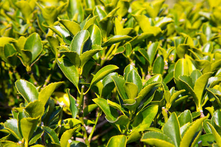 The Fortune spindle Euonymus fortunei is a species of flowering plant in the Celastraceae family native to East Asia, including China, Korea, the Philippines, and Japan.の写真素材