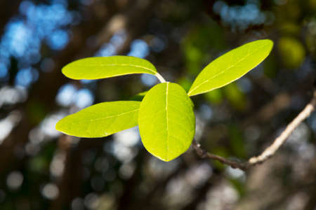 The leaf of the feijoa Acca sellowiana tree. Green leaf of the ACCA fruit tree on a branch on a sunny day, early springの写真素材