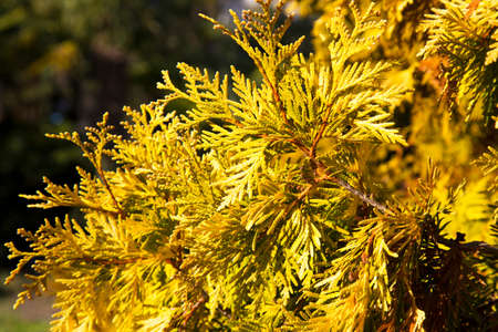 Beautiful green christmas leaves of Thuja trees with soft sunlight. Thuja twig, Thuja occidentalis is an evergreen coniferous tree.の写真素材