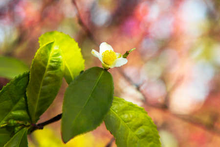 Tea leaf and white flower in tea plantation. Flower of tea on trunk. Beautiful and fresh white tea flower on a branchの写真素材