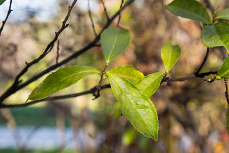 green tea leaves on a branch, blurred background. Young tea leaf on the plantation, early springの写真素材