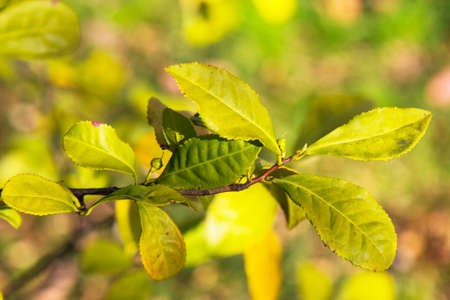 green tea leaves on a branch, blurred background. Young tea leaf on the plantation, early springの写真素材